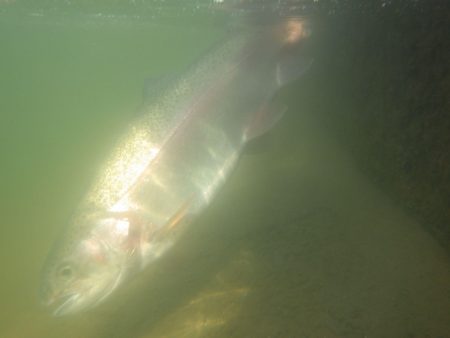 フィッシングレイクたかみや 釣果