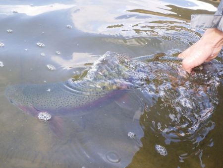 フィッシングレイクたかみや 釣果