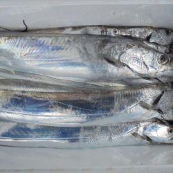 ＨＡＲＵＫＡ丸　はるかまる 釣果