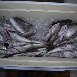 アジアマリンサービス 釣果