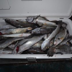 アジアマリンサービス 釣果