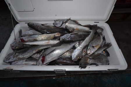 アジアマリンサービス 釣果