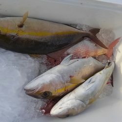 遊漁船 新鋭丸 釣果