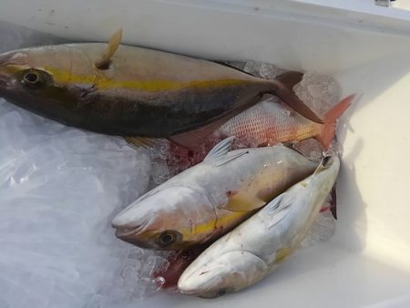 遊漁船 新鋭丸 釣果