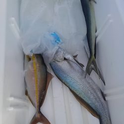 遊漁船 新鋭丸 釣果