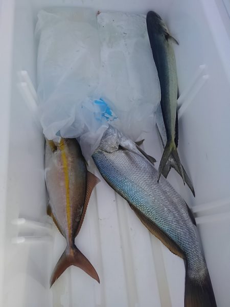 遊漁船 新鋭丸 釣果