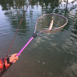 白州トラウトフィッシングエリア　シルフ 釣果