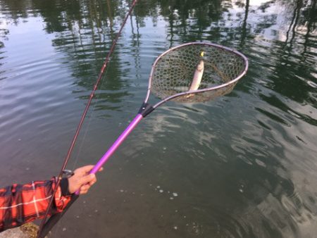 白州トラウトフィッシングエリア　シルフ 釣…