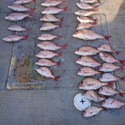 FISHING RISKY 釣果