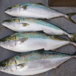 FISHING RISKY 釣果