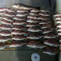 FISHING RISKY 釣果