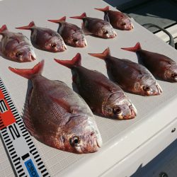 遊漁船 家入 釣果