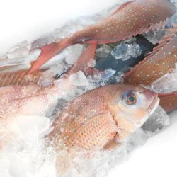 こうゆう丸 釣果