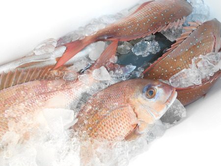 こうゆう丸 釣果