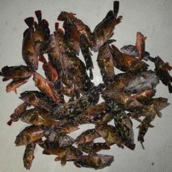 TOPGUN名古屋 釣果