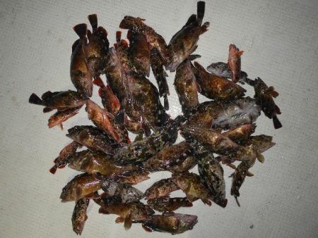 TOPGUN名古屋 釣果