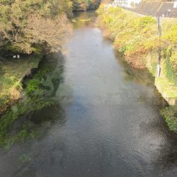 狩野川(狩野川漁業協同組合) 釣果