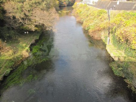 狩野川（狩野川漁業協同組合） 釣果