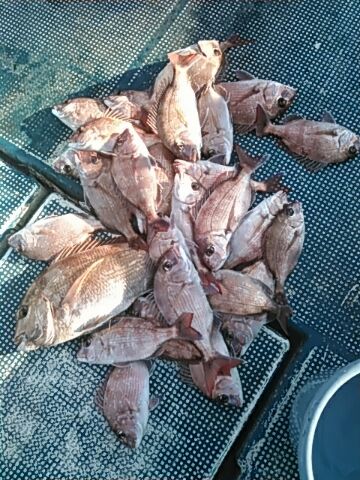 フィッシングガイド りょう 釣果