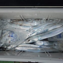 sea boss　シーボス 釣果