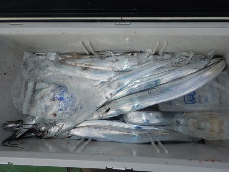 sea boss　シーボス 釣果