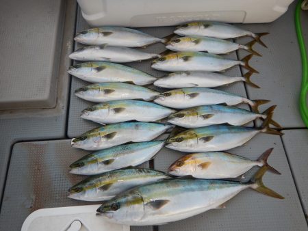 sea boss シーボス 釣果