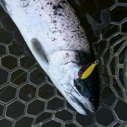 フィッシングエリア帝釈 釣果