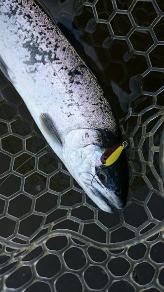 フィッシングエリア帝釈 釣果