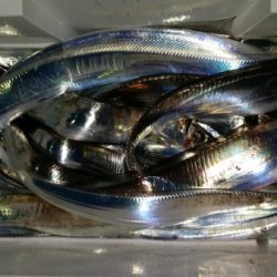 オーフリー 釣果