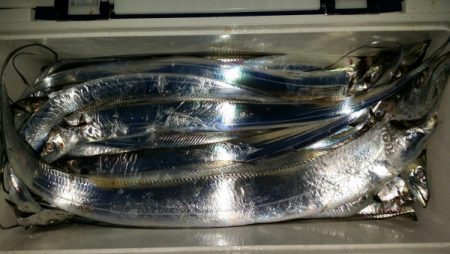 オーフリー 釣果