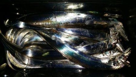 オーフリー 釣果