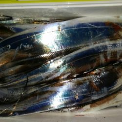 オーフリー 釣果