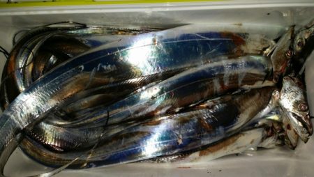 オーフリー 釣果