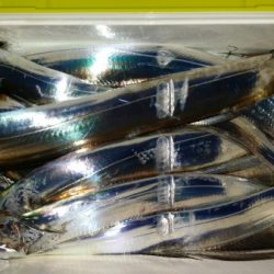 オーフリー 釣果