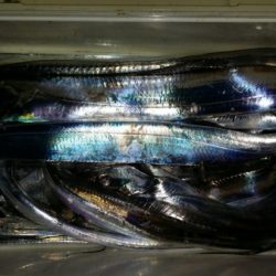 オーフリー 釣果