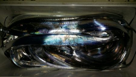 オーフリー 釣果