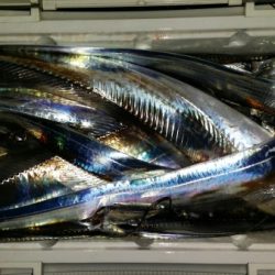 オーフリー 釣果