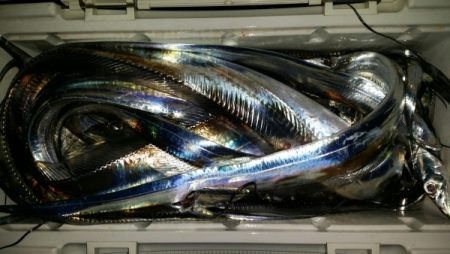 オーフリー 釣果