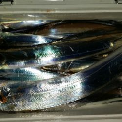 オーフリー 釣果