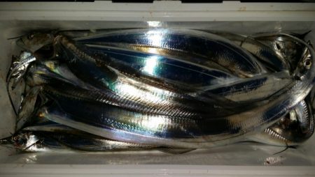 オーフリー 釣果