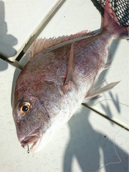 マタウマリンサービス 釣果