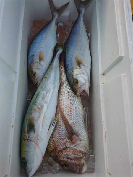 マタウマリンサービス 釣果