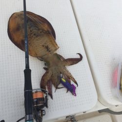 マタウマリンサービス 釣果