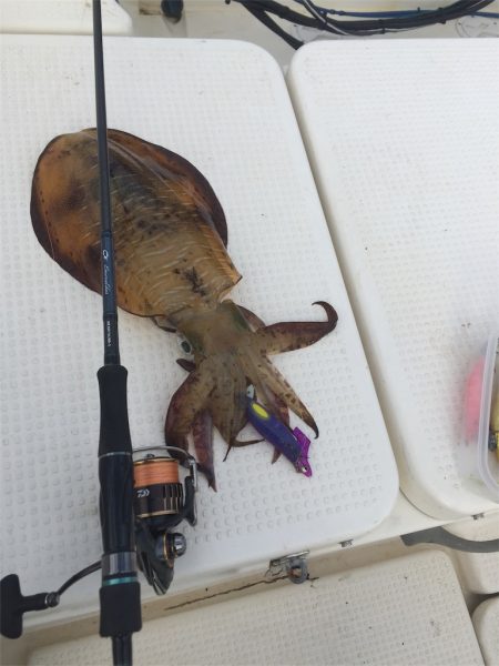 マタウマリンサービス 釣果