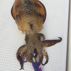 マタウマリンサービス 釣果