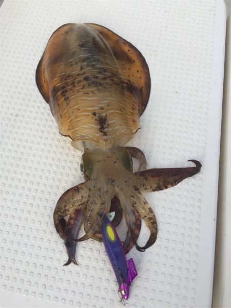 マタウマリンサービス 釣果