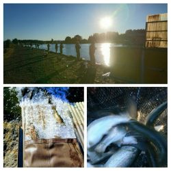 みどりフィッシングエリア 釣果