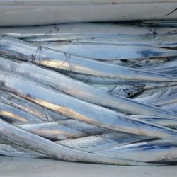 オーフリー 釣果