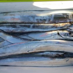 オーフリー 釣果