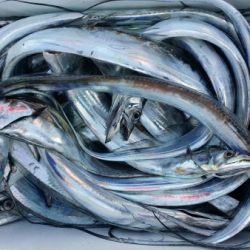 オーフリー 釣果